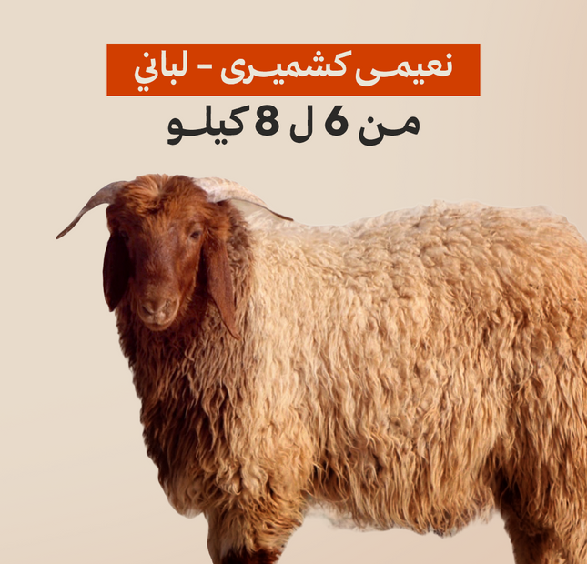 نعيمى كشميرى لباني من 6 ل 8 كيلو