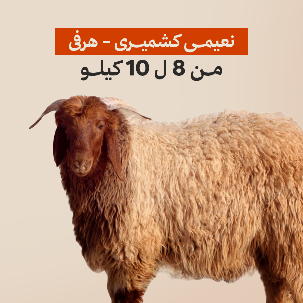 نعيمى كشميرى هرفى من 8 ل 10 كيلو