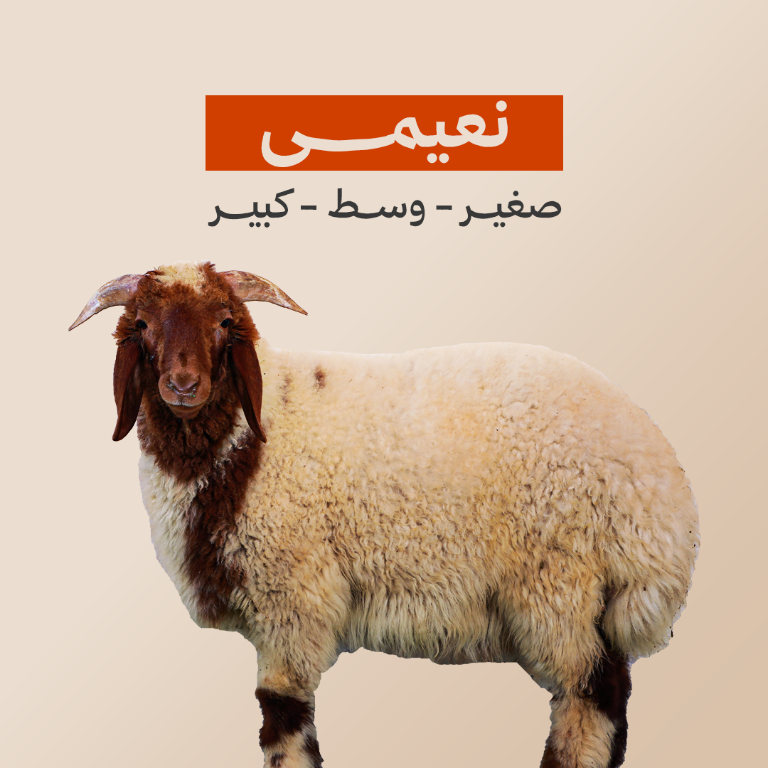 نعيمى وسط