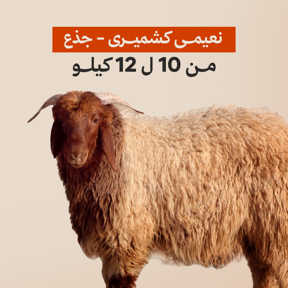نعيمى كشميرى جذع من 10 ل 12 كيلو