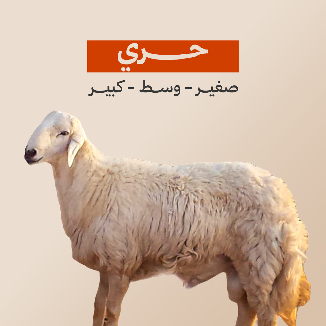 حري صغير