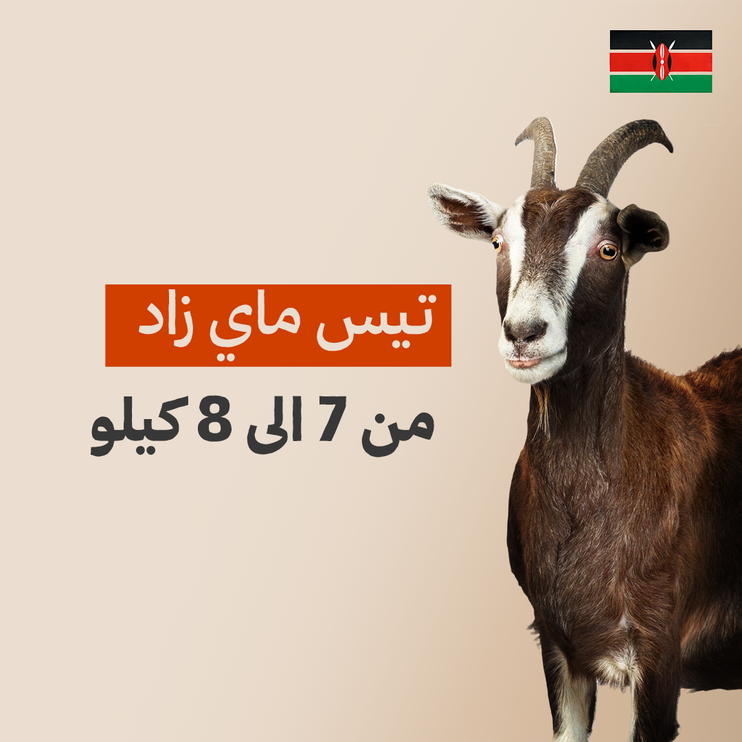 تيس كيني فاخر من 7 الى 8 كيلو