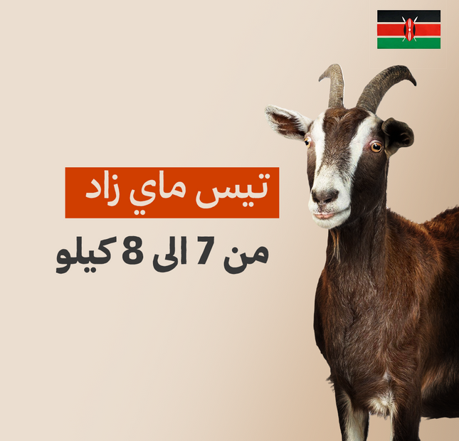 تيس كيني فاخر من 7 الى 8 كيلو