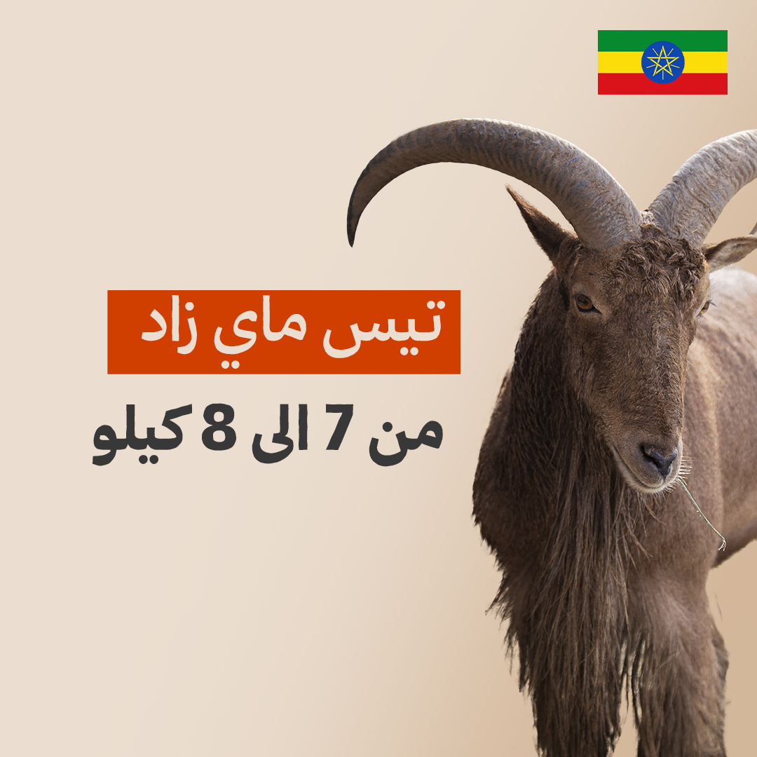تيس حبشي إثيوبي فاخر من 7 إلى 8 كيلو