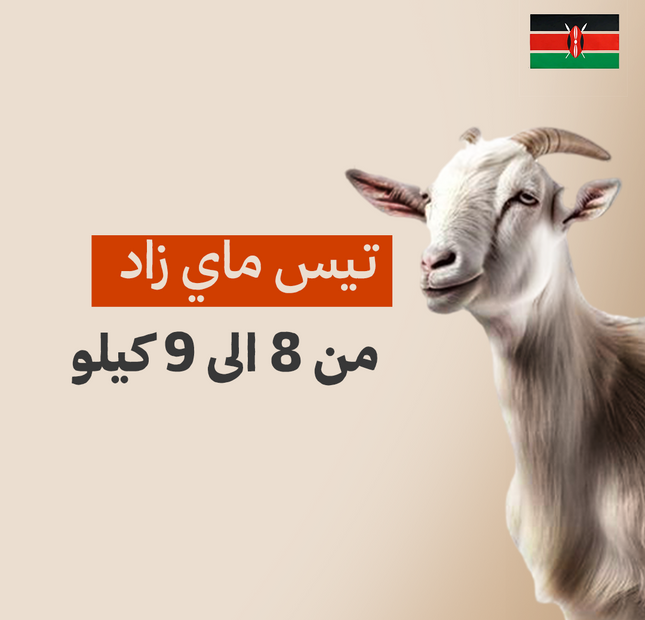 تيس كيني فاخر من 8 الى 9 كيلو