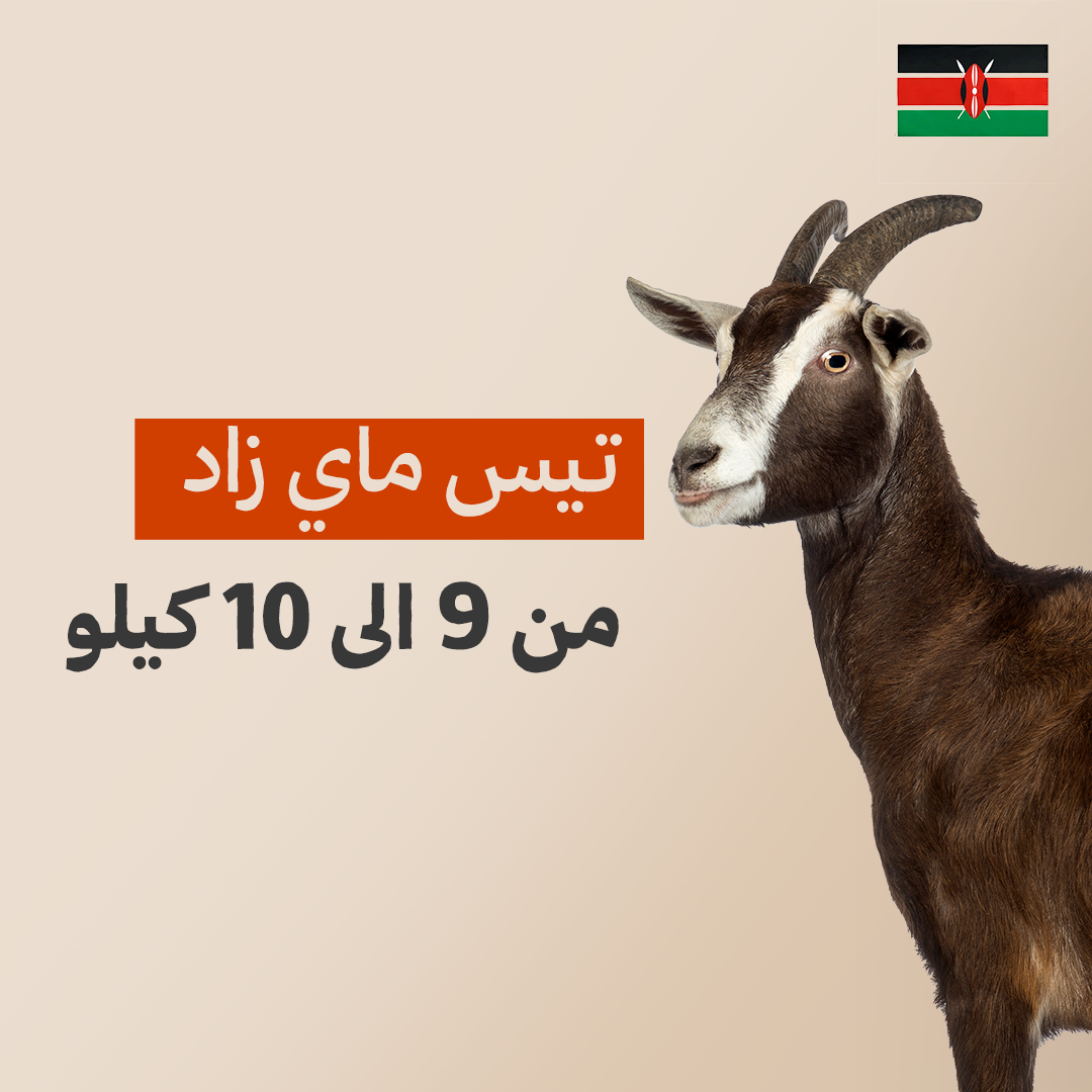 تيس كيني فاخر من 9 الى 10 كيلو