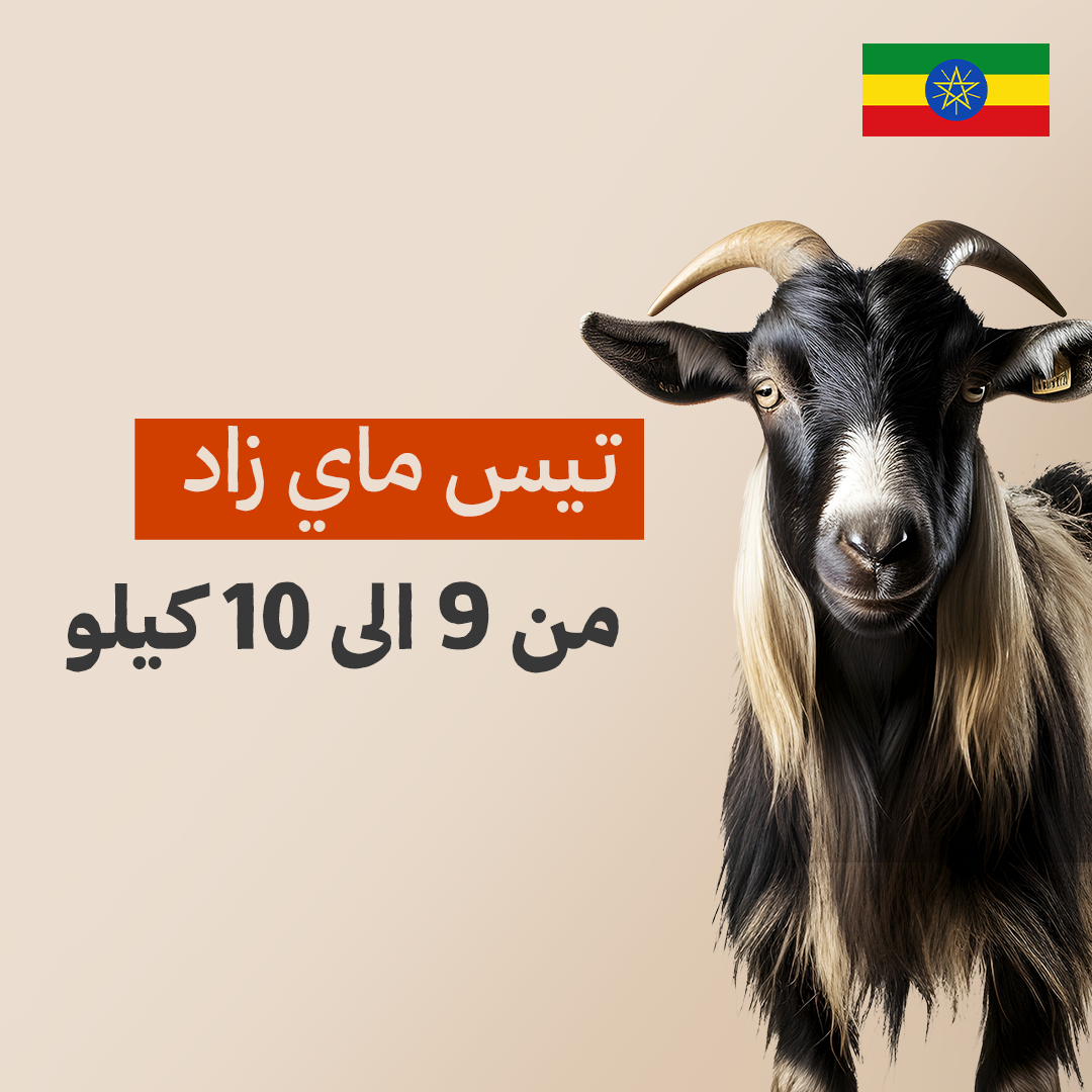 تيس حبشي إثيوبي فاخر من 9 إلى 10 كيلو